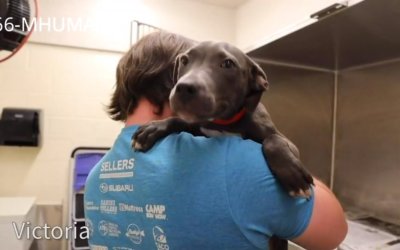 Virtual Adoption Floor for June 17, 2020