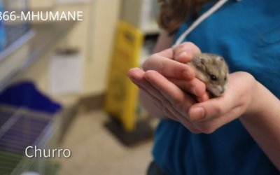 Virtual Adoption Floor for June 19, 2020