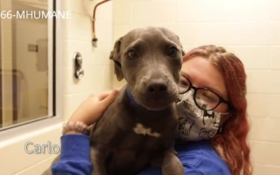 Virtual Adoption Floor for June 24, 2020