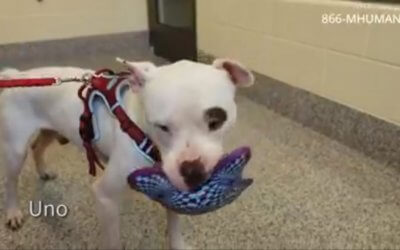 Virtual Adoption Floor for June 10, 2020