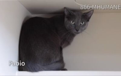 Virtual Adoption Floor for July 1, 2020