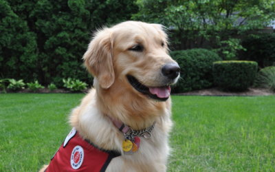 Show Off Your Pet in the 2020 Michigan Humane Pet Photo Contest