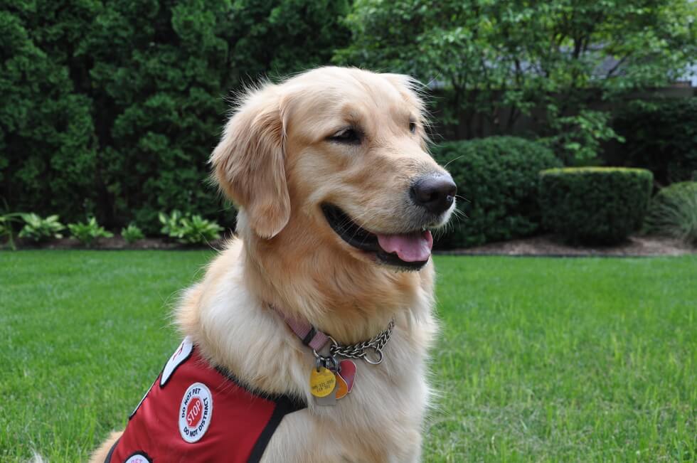 Show Off Your Pet in the 2020 Michigan Humane Pet Photo Contest