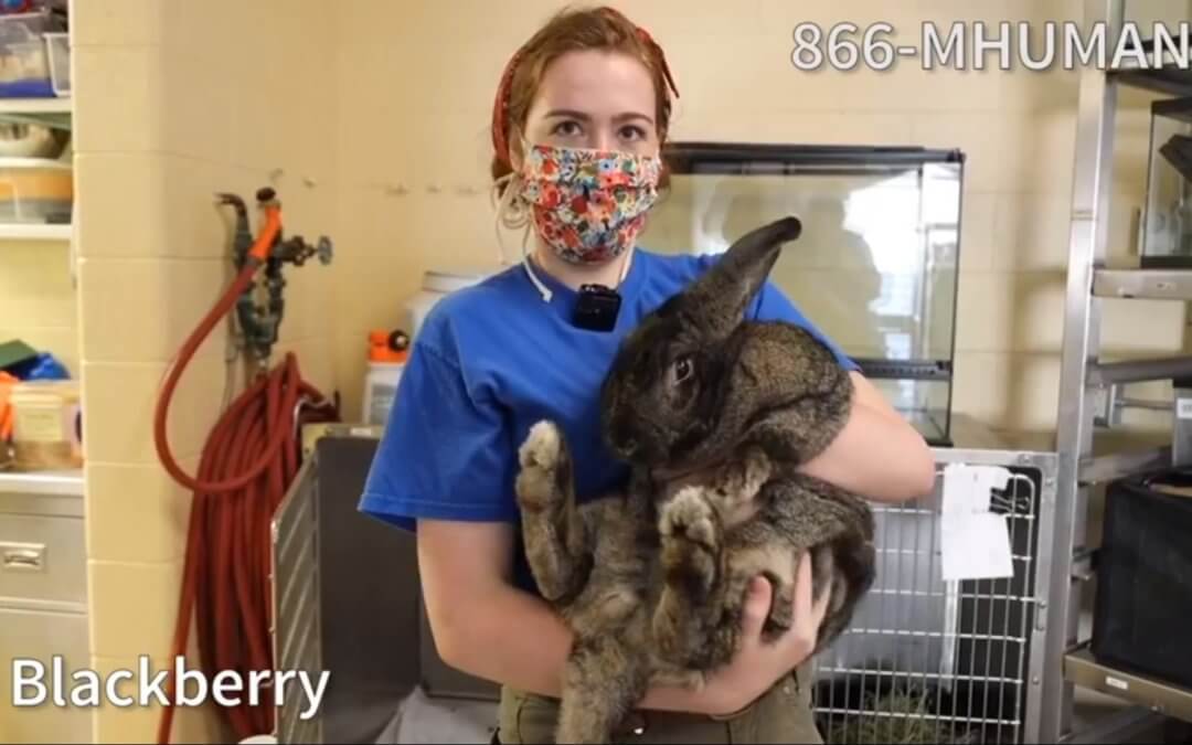 Virtual Adoption Floor Tour – August 5, 2020