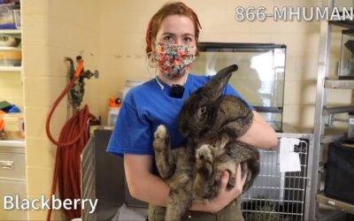 Virtual Adoption Floor Tour – August 5, 2020