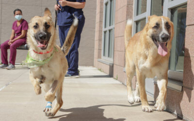 It’s #NationalDogDay, Meet Cherry and Scout