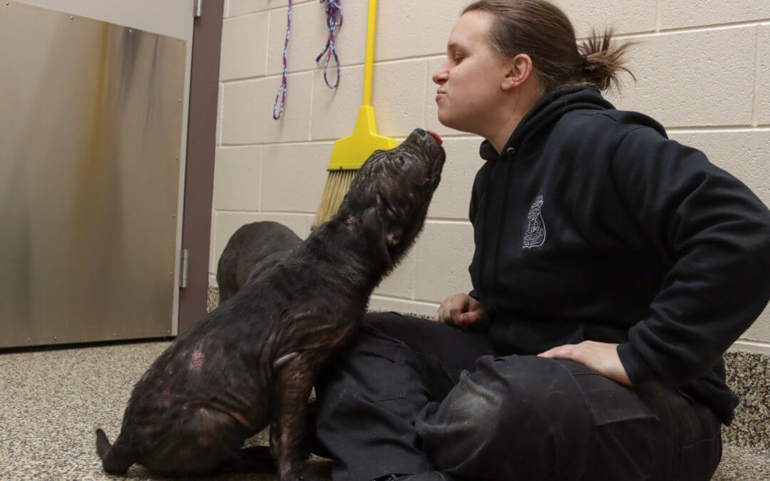 The Difference Between Animal Control and Animal Protection Shelters