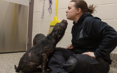 The Difference Between Animal Control and Animal Protection Shelters