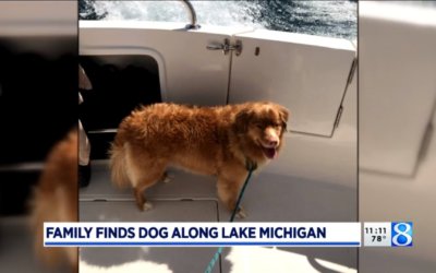 Family Rescues Lost Dog From Lake Michigan While Boating