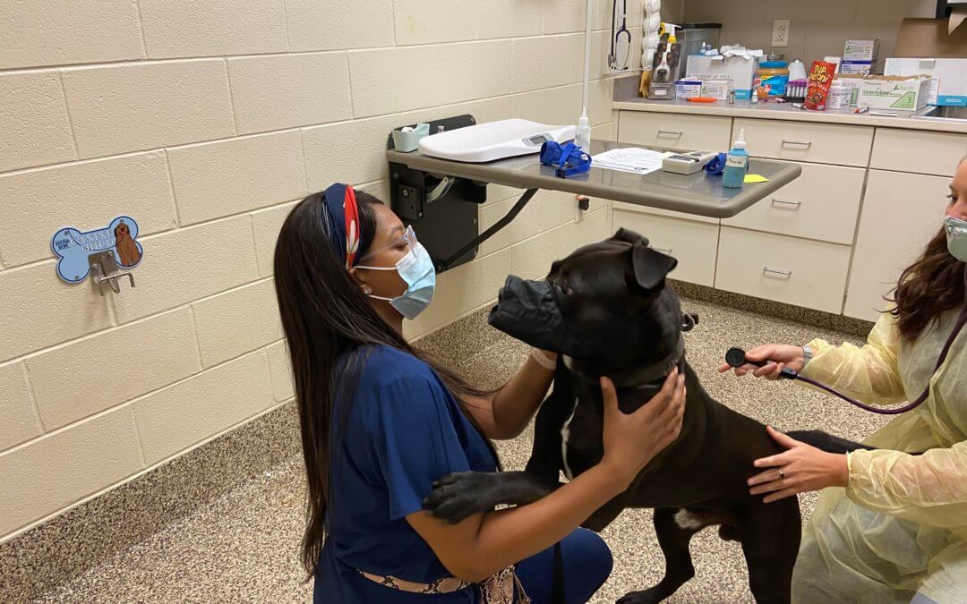 One Health – A More Humane Michigan