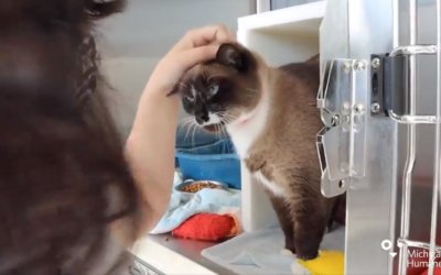 Pop-Up Cat Adoption Event Spotlight: Meet Some Cats