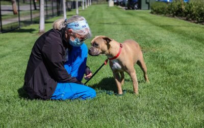 Meet a Very Good Dog Named Flicka