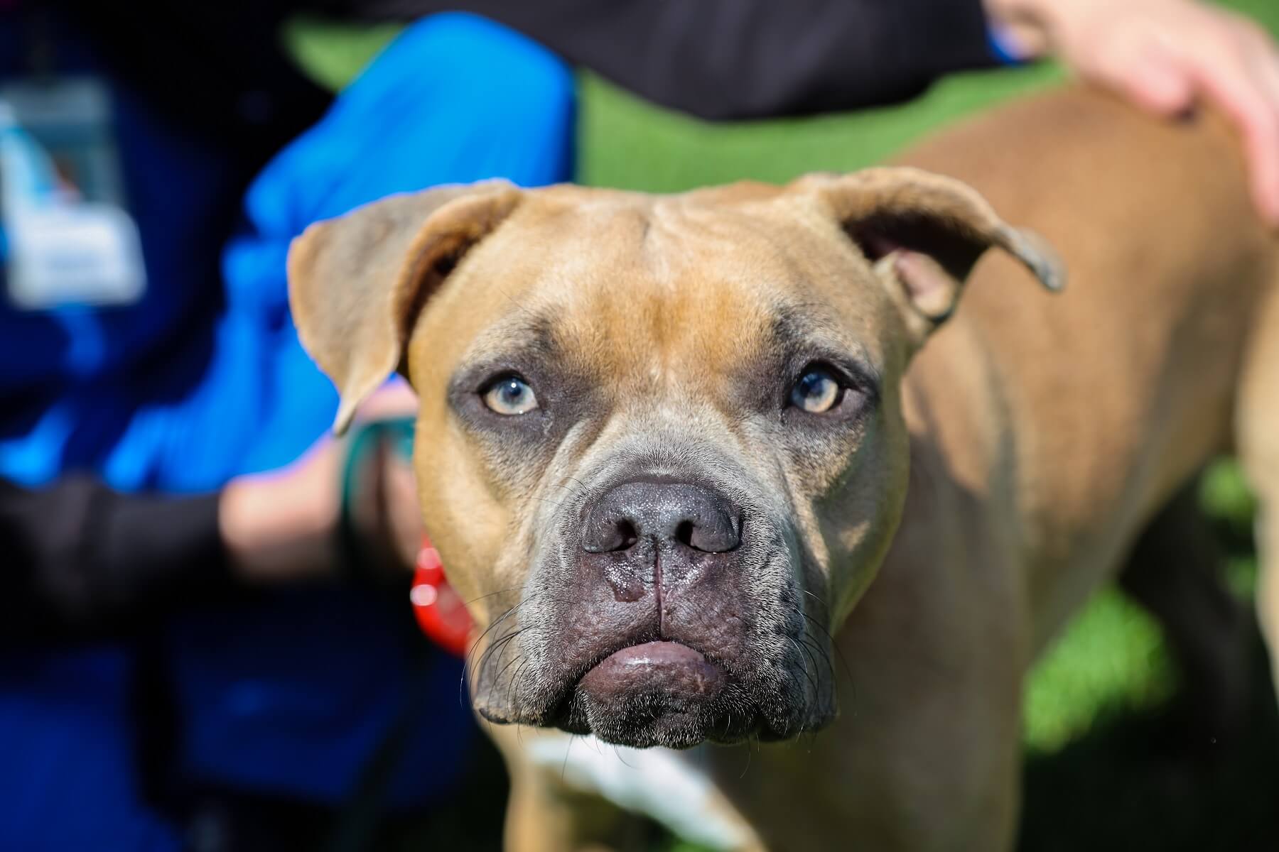 Flicka the dog outside.