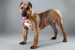 Perro Presa Canario