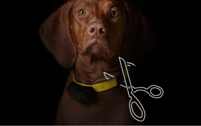 Petco Stops Selling Dog Shock Collars, Wants Pet Industry to Follow
