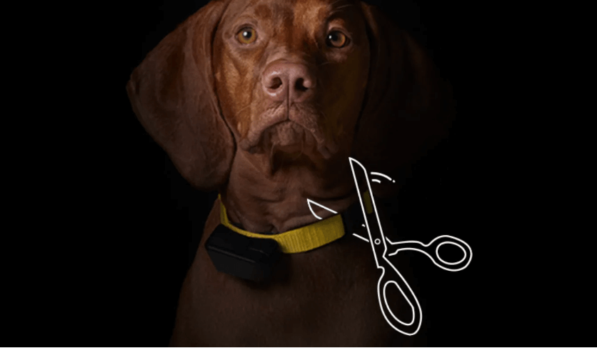 Petco Stops Selling Dog Shock Collars, Wants Pet Industry to Follow