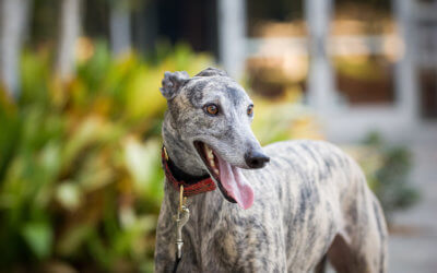 Michigan Humane Supports the End of Greyhound Racing