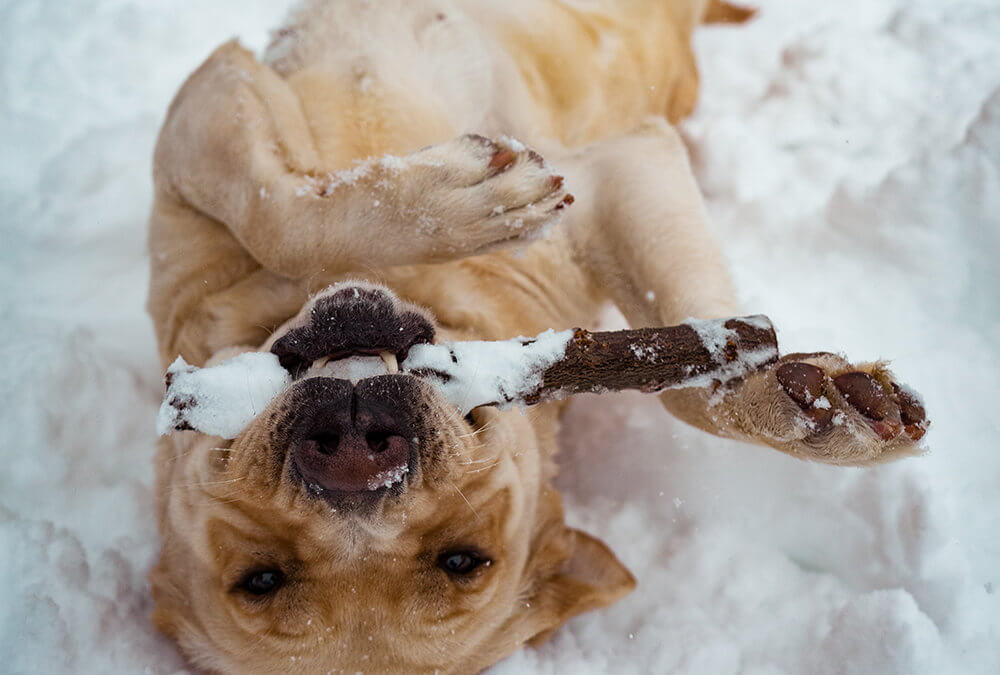 Holiday Tips to Keep Your Pet Safe Presented by Tito’s Handmade Vodka