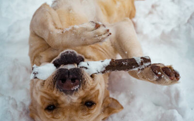 Holiday Tips to Keep Your Pet Safe Presented by Tito’s Handmade Vodka