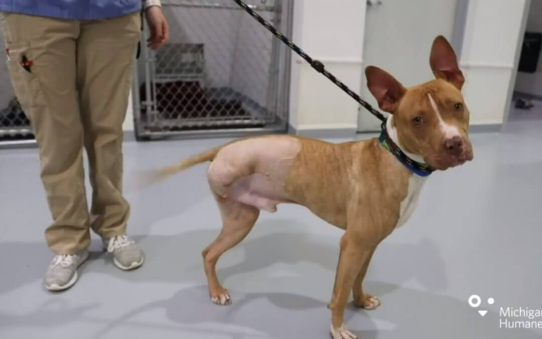 Michigan Humane Virtual Adoption Floor Tour – December 17, 2020