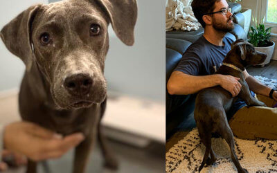 Texas Dog Hit By Car, Shot 70 Times Gets Adopted