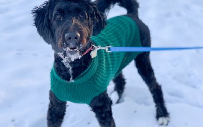Cold Weather Tips to Keep Your Pet Warm This Winter