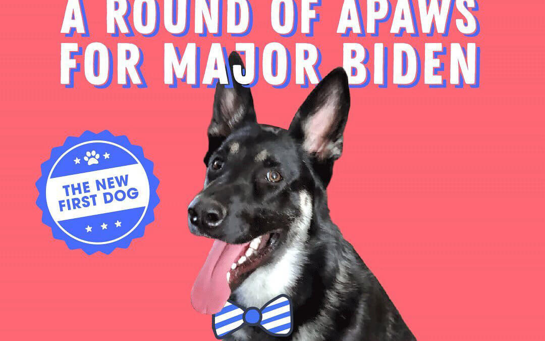 The White House Has its First Shelter Dog Living There