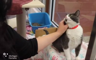 Michigan Humane Virtual Adoption Floor – January 11, 2021