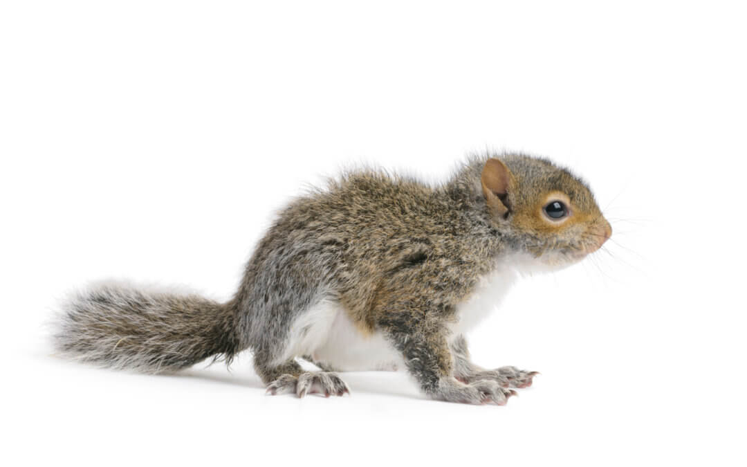 World Wildlife Day – What to Do if You Encounter Wildlife