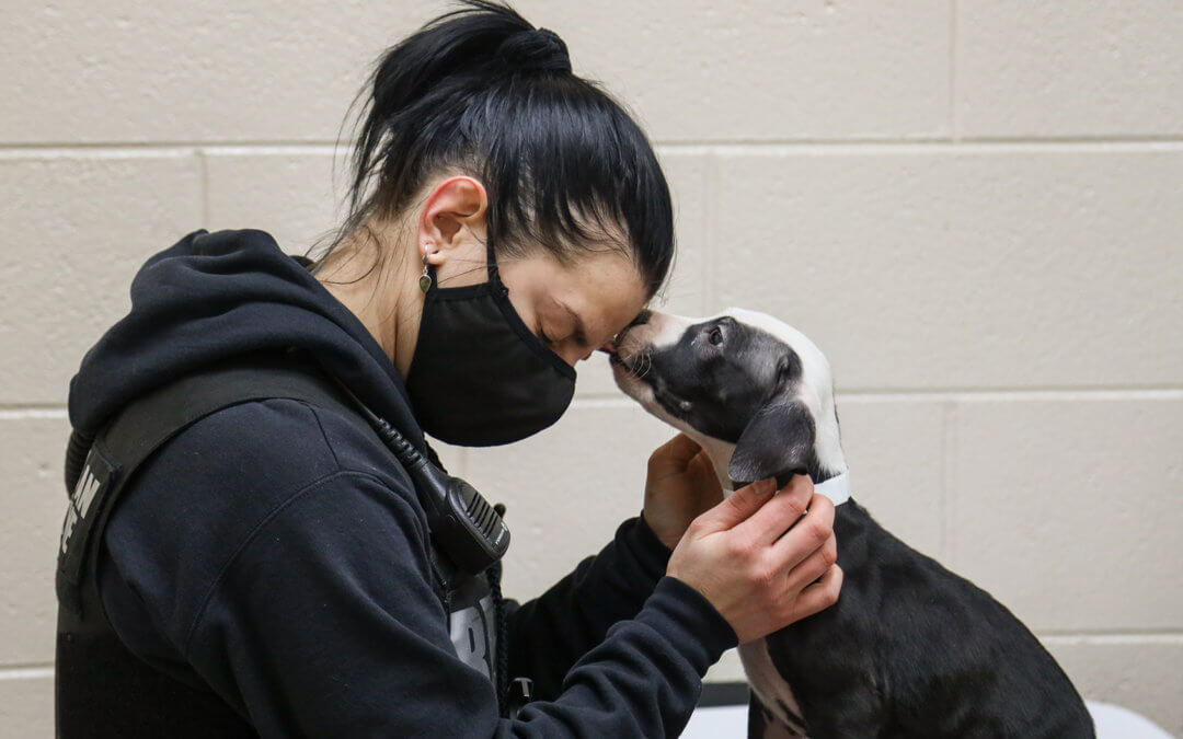 Owner Surrenders 17 Puppies to Michigan Humane