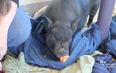 Michigan Humane’s Virtual Adoption Floor Tour – April 21, 2021