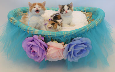 Thank You For Supporting the 2021 Kitten Shower