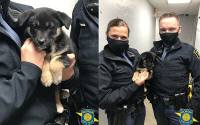 Puppy Found Abandoned in Car on I-75 in Detroit
