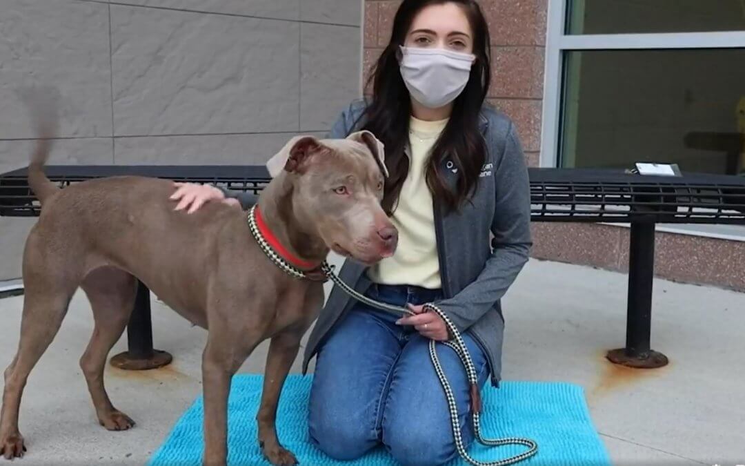 Meet Five Dogs (and One Cat) That You Can Adopt Right Now