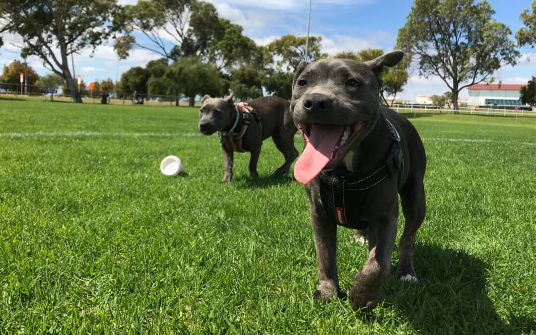 Animal Advocacy Is a Game of Inches