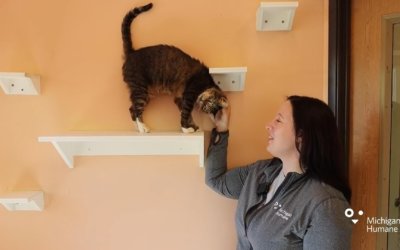 Meet Some Dogs and Cats You Can Adopt From Our Livingston County Location