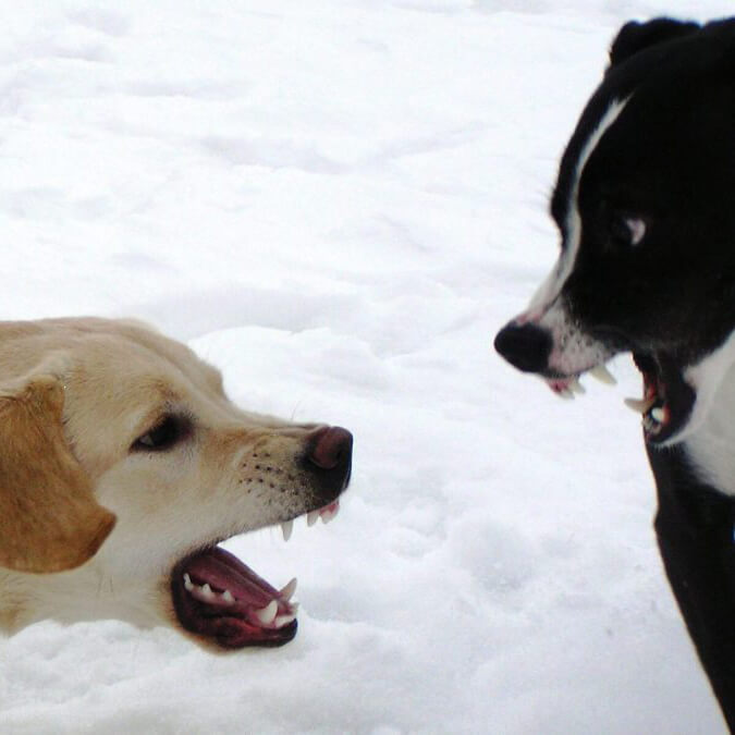 dog aggression