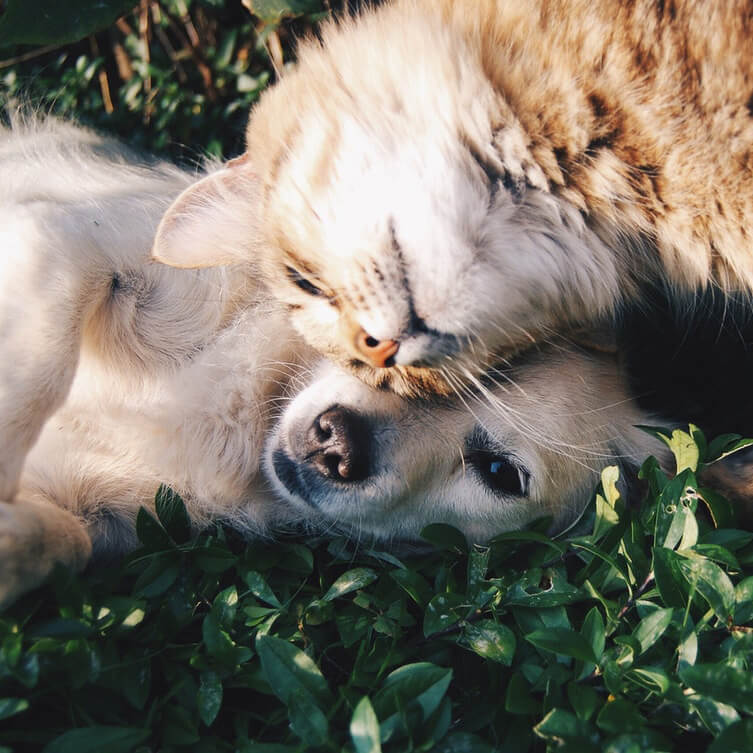 Puppies rescued by Michigan Humane Society.