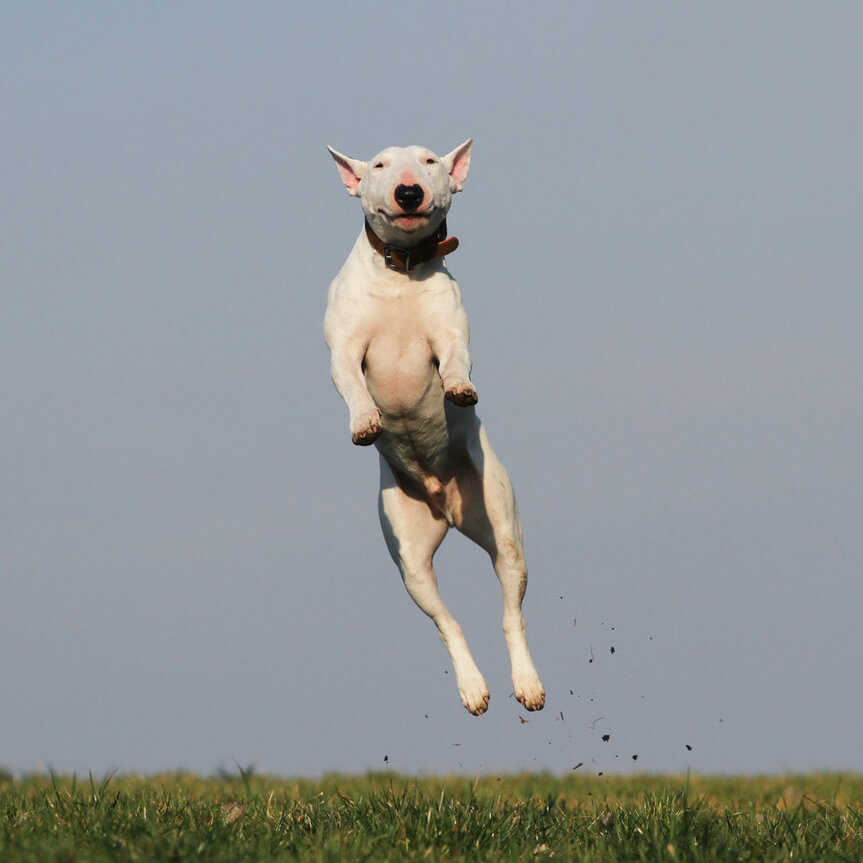 Dog visiting the veterinarian.