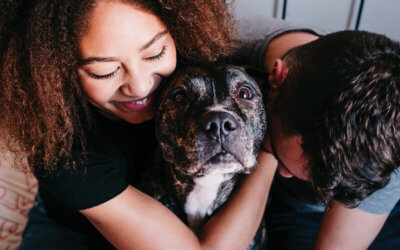 Help keep families together as a Safety Net Pet Foster