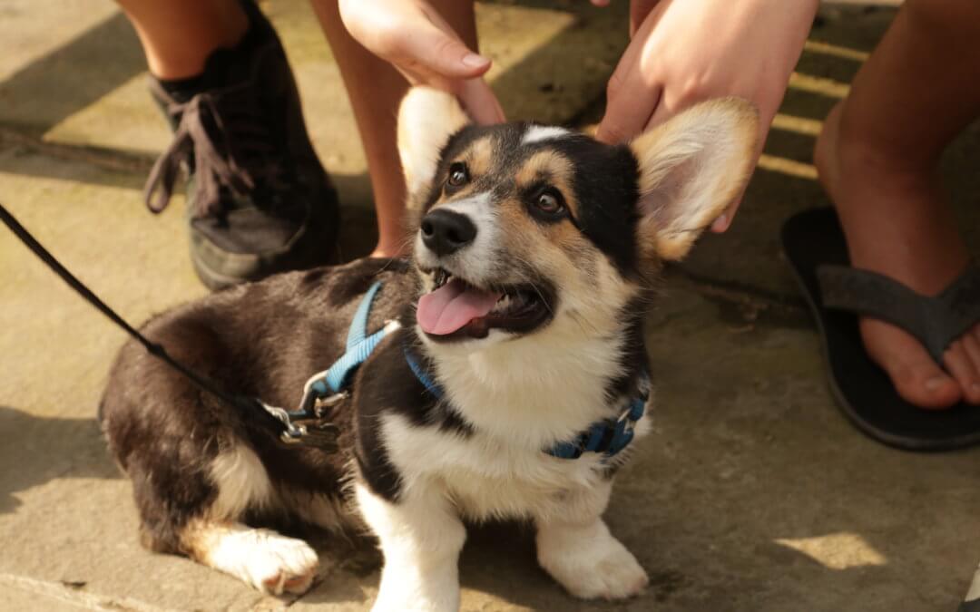 Keeping Your Pets Safe From the Summer Heat