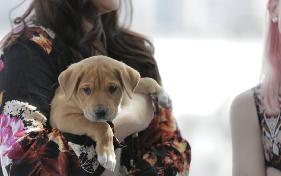 Join Michigan Humane For The 2021 Purrfect Bow Wow Brunch