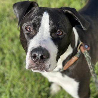 Dog available to adopt from Michigan Humane