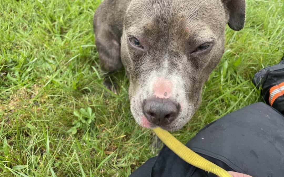 Dog rescued from burning church in Royal Oak Township