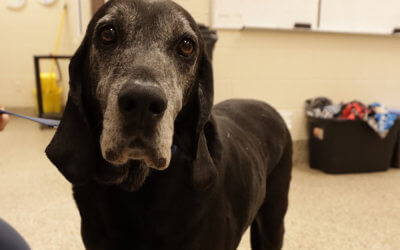 Celebrating National Adopt a Senior Pet Month