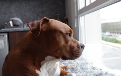 Breed discrimination in home insurance policies