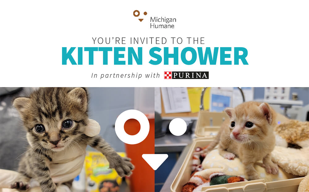 2022 Kitten Shower