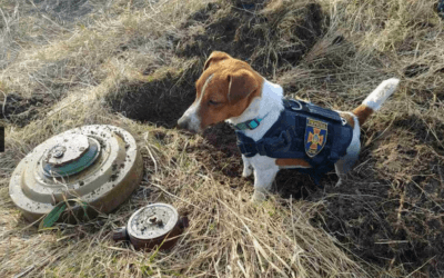 A bomb-sniffing dog in Ukraine has helped disarm at least 90 explosives
