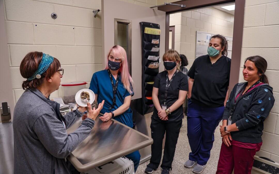 40 years of being an animal shelter veterinarian