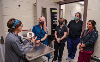 40 years of being an animal shelter veterinarian